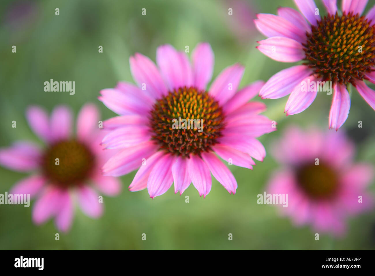 Echinacea flowers Stock Photo