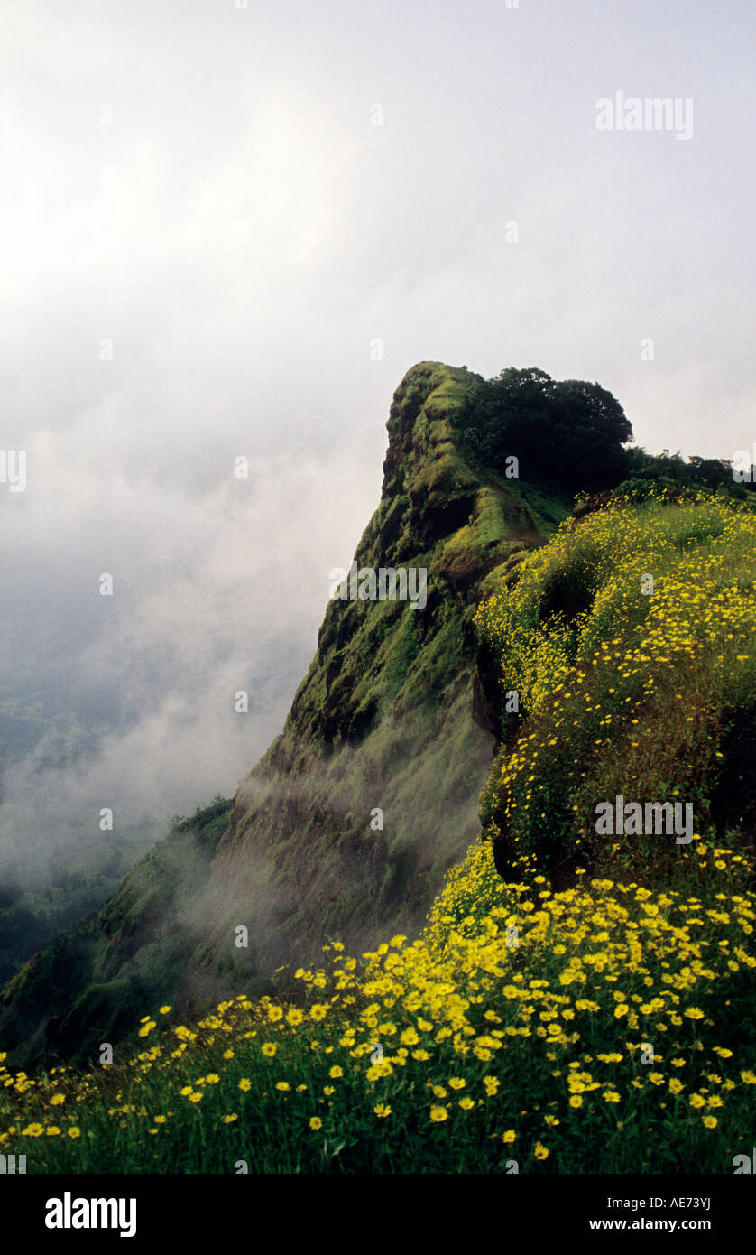 A monsoon landscape with yellow Graham's Groundself, Nagphani Point, Pune, Maharashtra Stock Photo