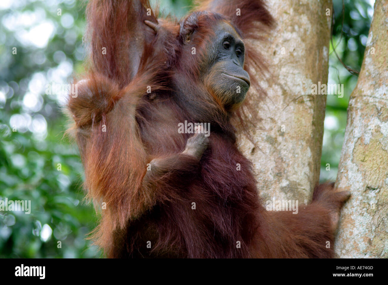 Oran utan baby hi-res stock photography and images - Alamy