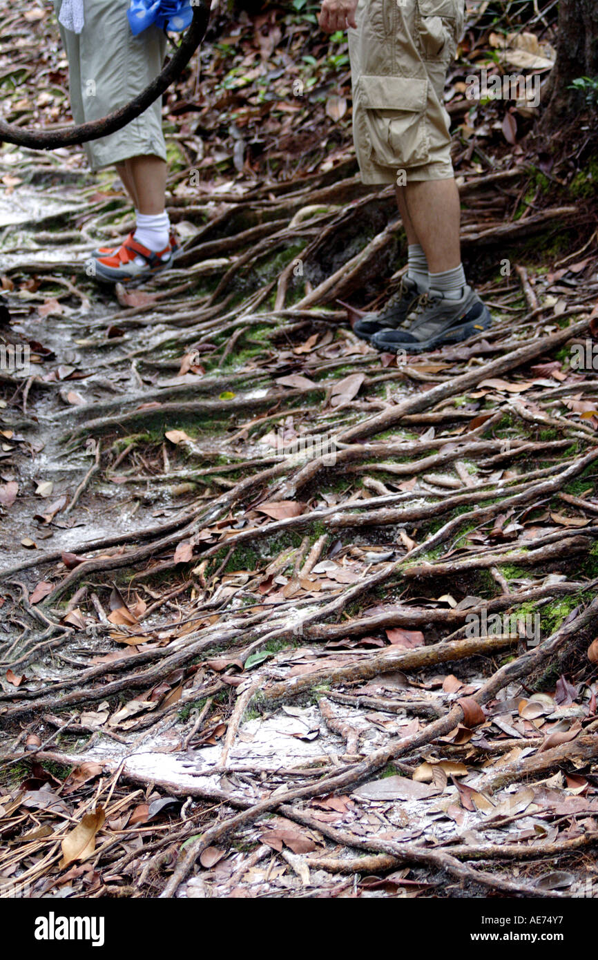 Root Covered Hiking Path, Bako National Park, Sarawak, Borneo, Malaysia ...