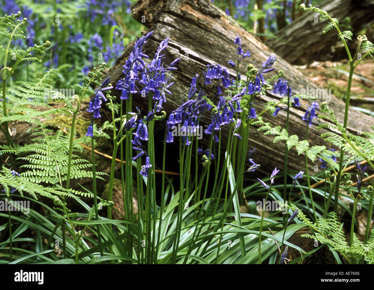 BLUEBELL GROUP ECCLESALL WOODS SHEFFIELD SOUTH YORKSHIRE ENGLAND Stock Photo