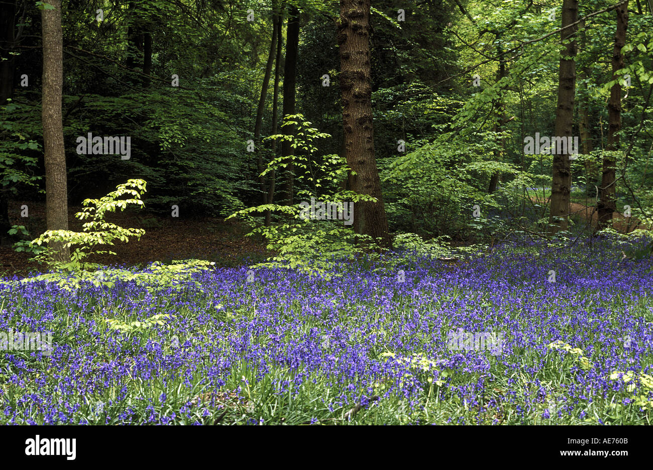 BLUEBELLS AND TREES ECCLESALL WOOD SHEFFIELD SOUTH YORKSHIRE ENGLAND Stock Photo