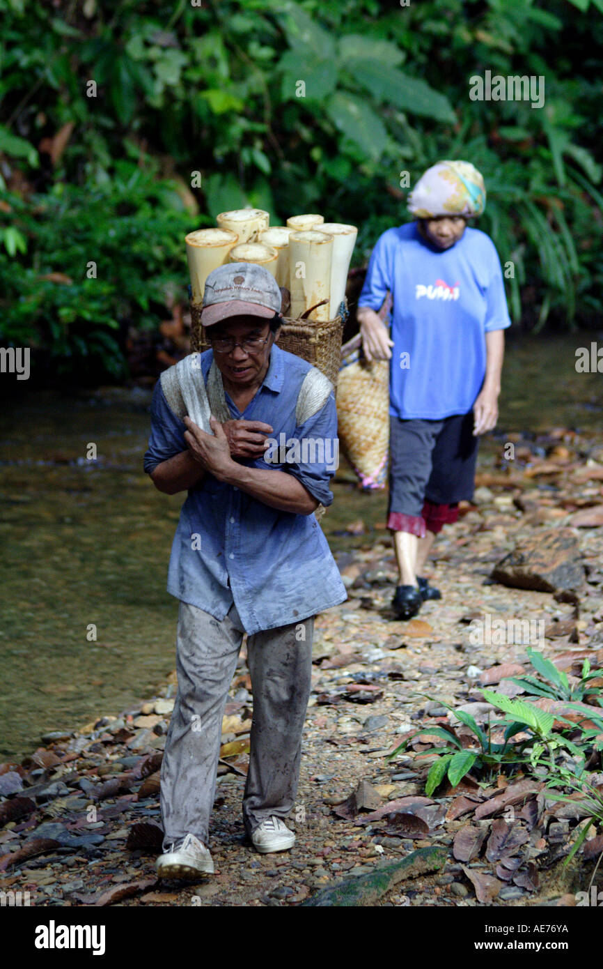 Elderly Iban Man and Woman Gathering Food From the Jungle Forest Near Their Longhouse, Kapit, Sarawak, Borneo, Malaysia Stock Photo