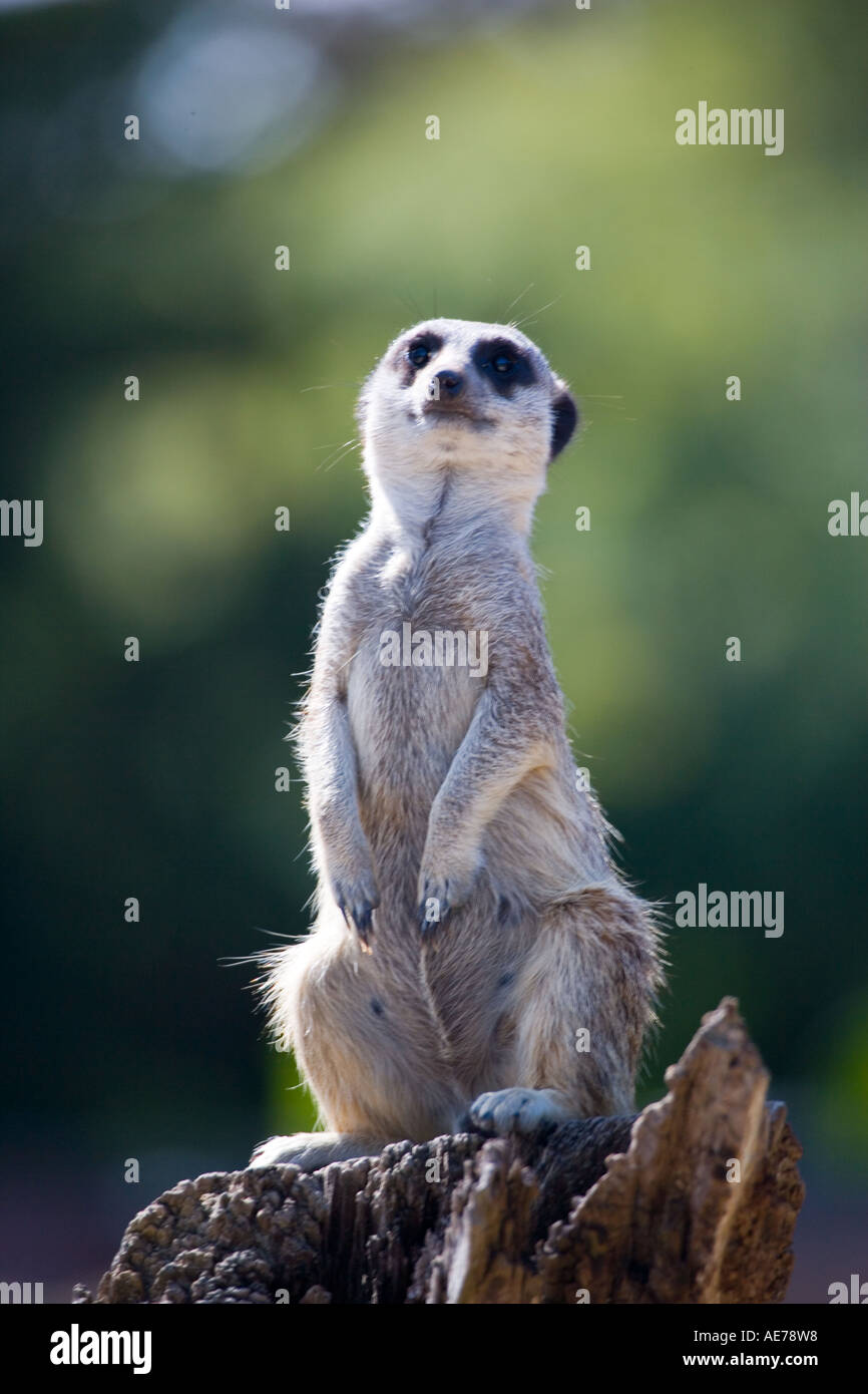 Meercat Guard Mearcat Standing guard Stock Photo - Alamy