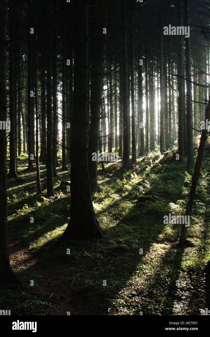 A Dense Dark Forest Stock Photo - Alamy