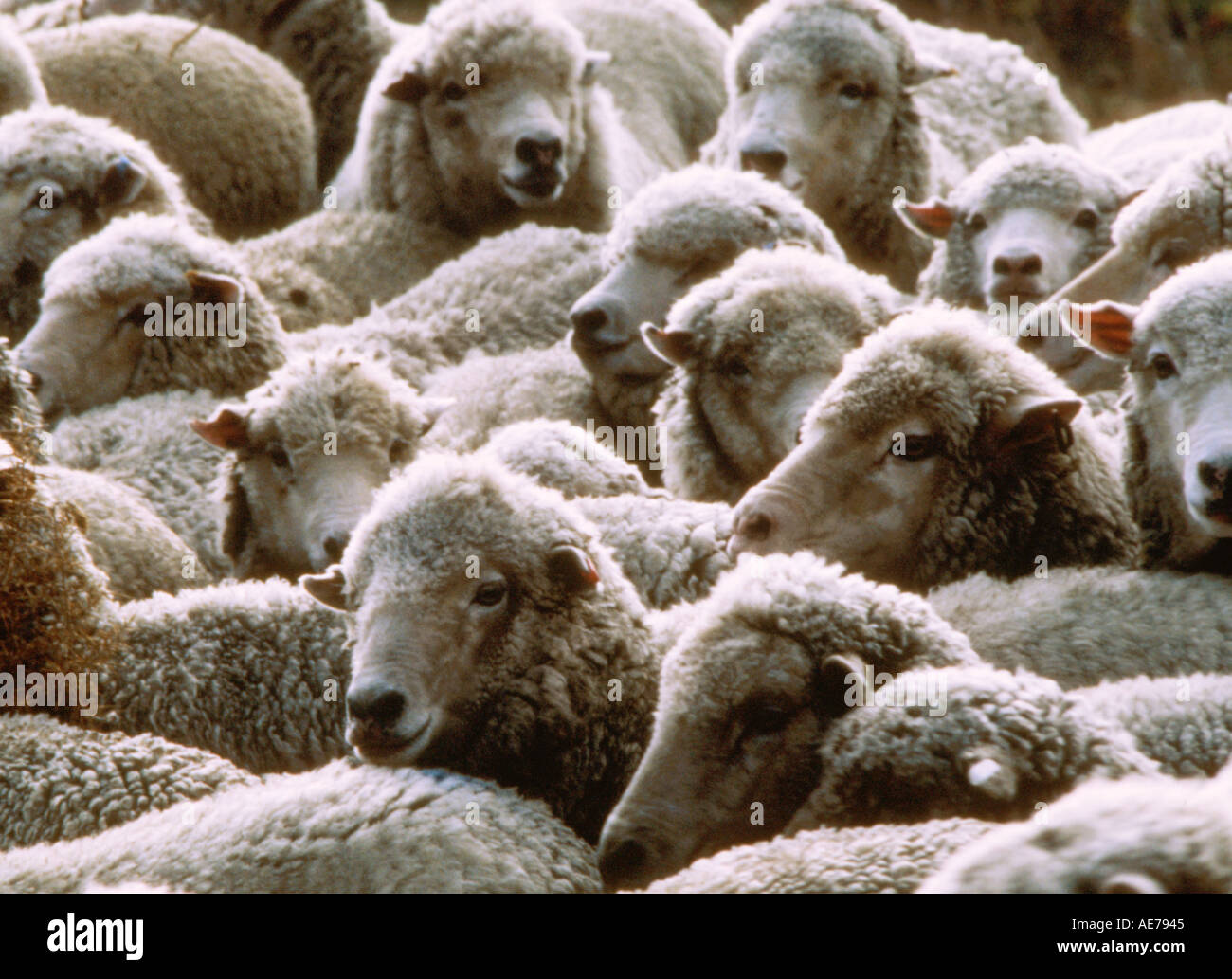 Sheep in group Stock Photo Alamy