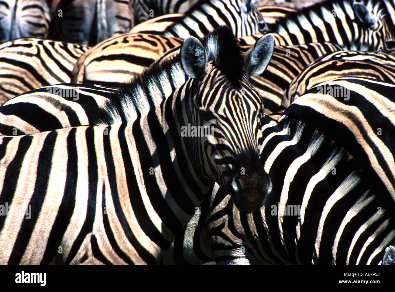 Zebra Stock Photo