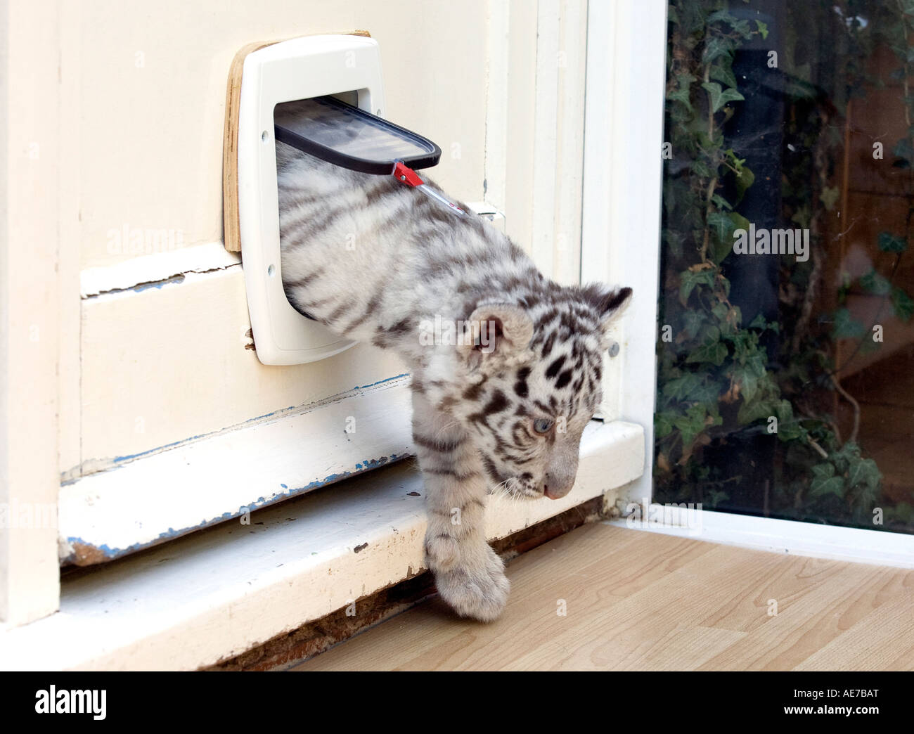 In a flap Buster the six week old White Tiger cub who has learned