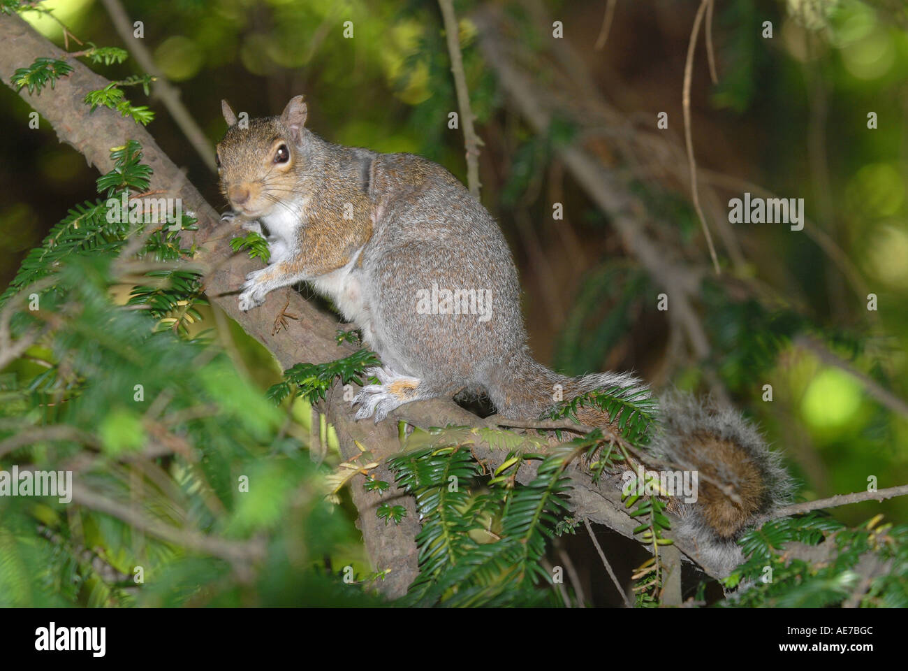 SQUIRREL GREY SQUIRREL Latin Sciurus carolinensis Stock Photo - Alamy