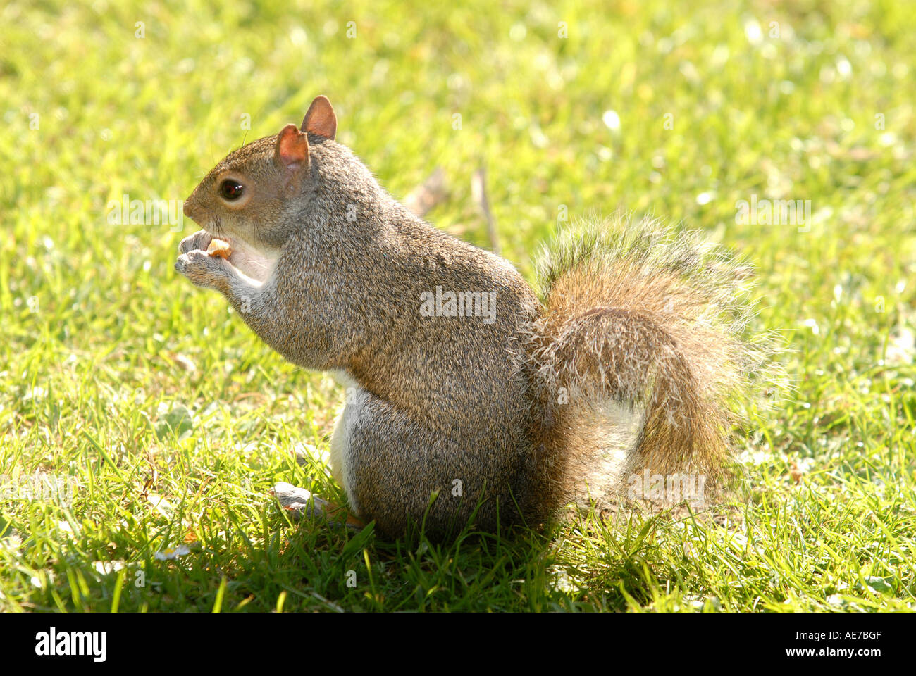 SQUIRREL GREY SQUIRREL Latin Sciurus carolinensis Stock Photo