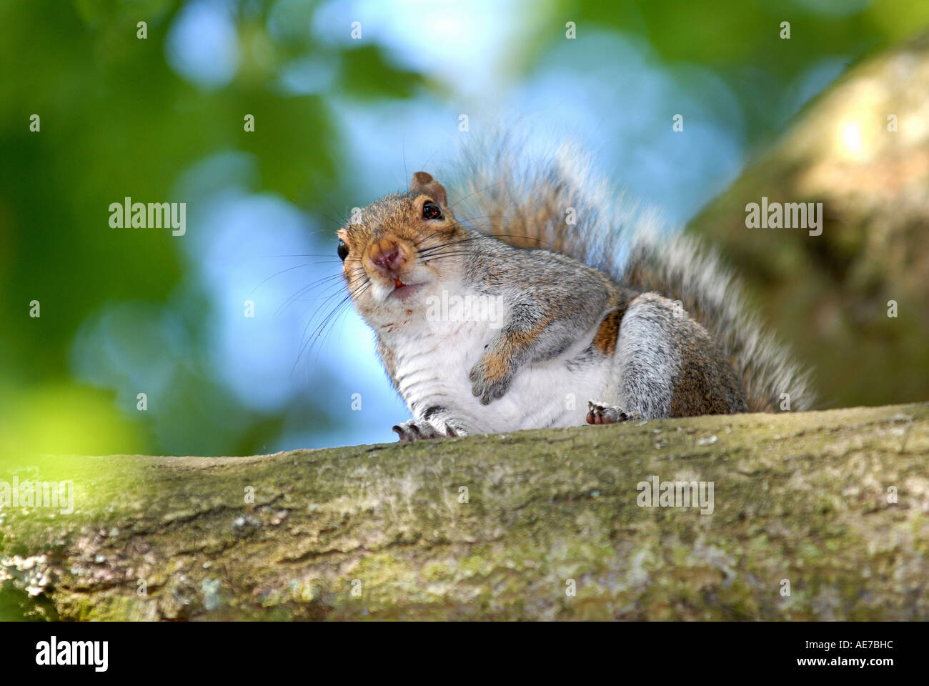 SQUIRREL GREY SQUIRREL Latin Sciurus carolinensis Stock Photo