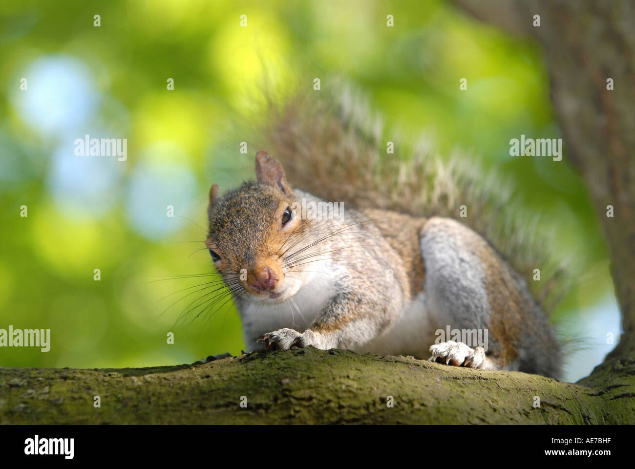 SQUIRREL GREY SQUIRREL Latin Sciurus carolinensis Stock Photo