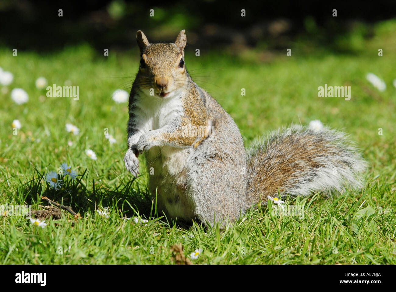 SQUIRREL GREY SQUIRREL Latin Sciurus carolinensis Stock Photo