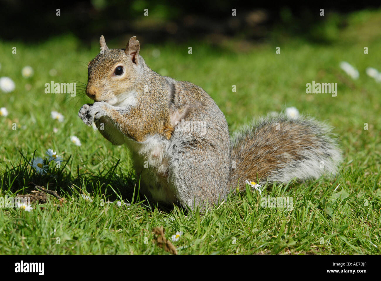 SQUIRREL GREY SQUIRREL Latin Sciurus carolinensis Stock Photo