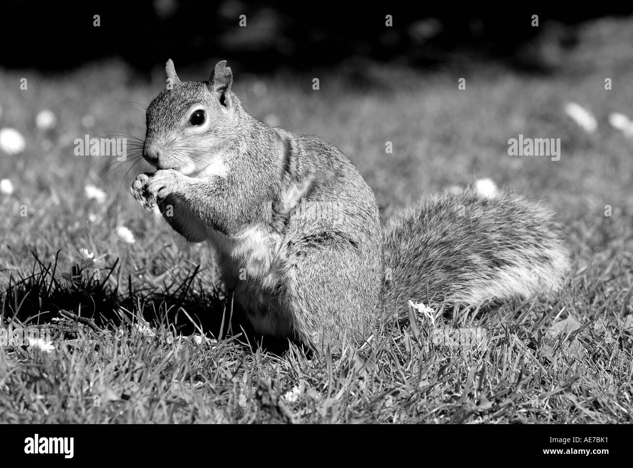 SQUIRREL GREY SQUIRREL Latin Sciurus carolinensis Stock Photo - Alamy