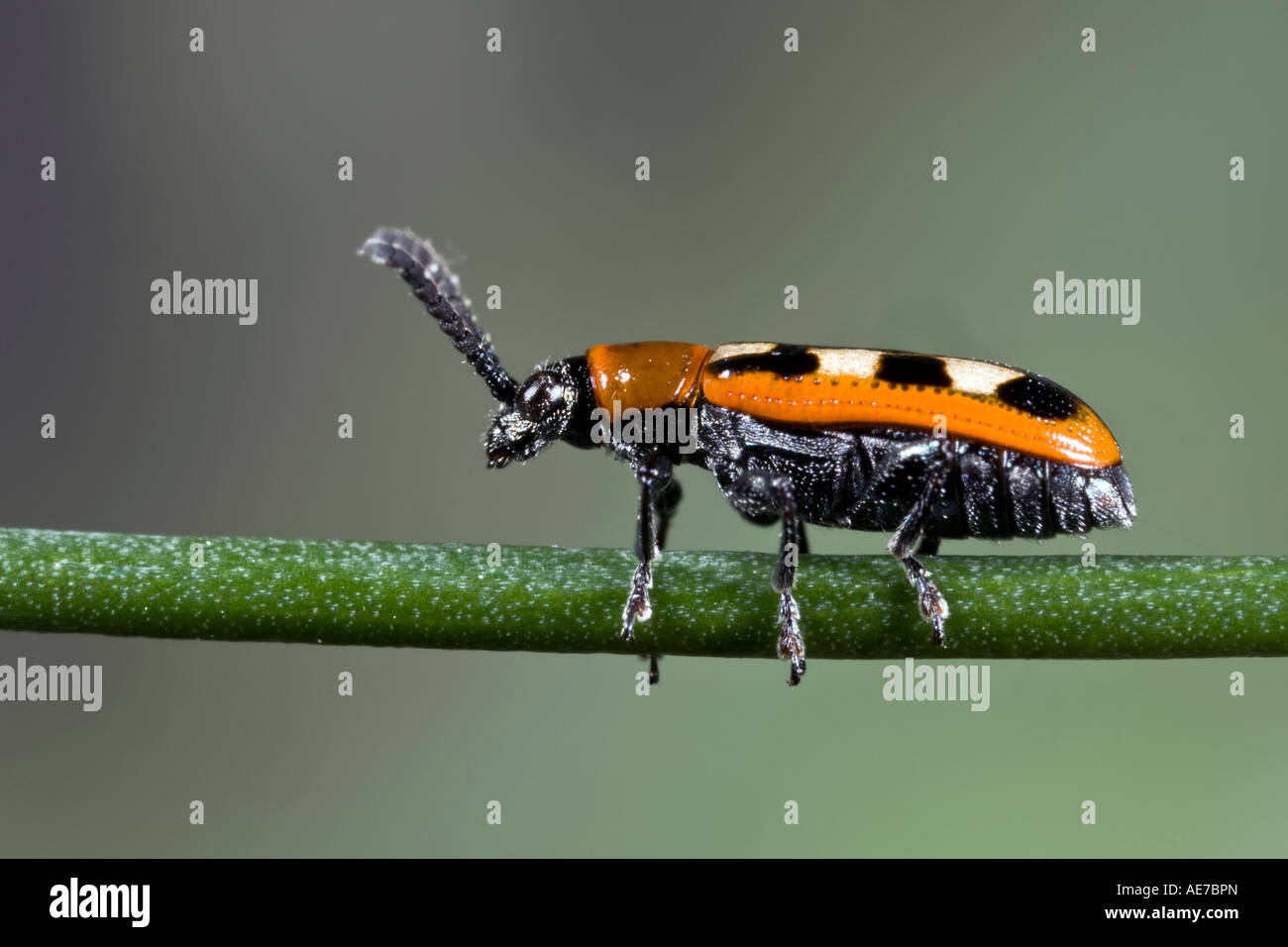 Asparagus beetle Crioceris asparagi Potton Bedfordshire with nice out