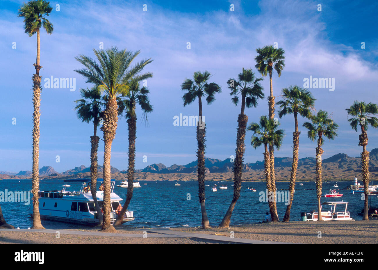 Boats and palm trees at Lake Havasu Arizona Stock Photo Alamy