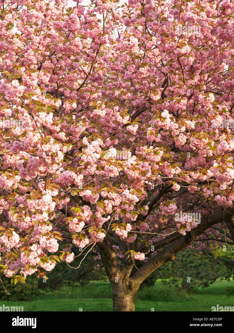 Canada Ontario Niagara Falls  School of Horticulture Japanese Flowering Cherry tree in bloom Prunus Serrulata Stock Photo