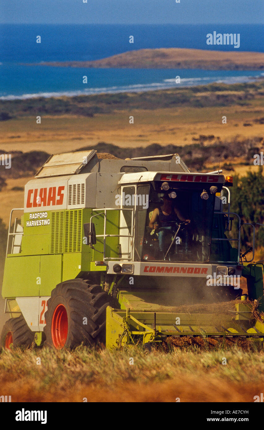 Harvesting pyrethrum Tasmania, Australia Stock Photo Alamy