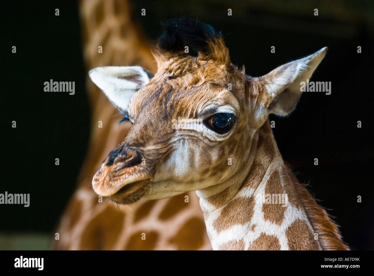 Baby orphan giraffe Stock Photo