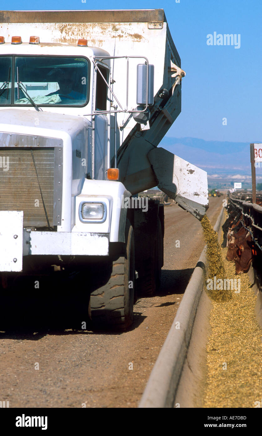 Truck feeding cattle on a feedlot in Idaho Stock Photo - Alamy