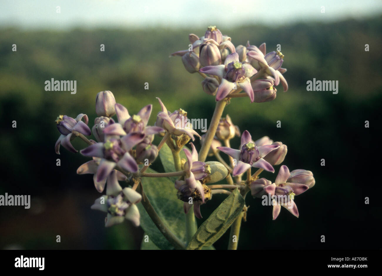 Crown Flower, Akund. Calotropis gigantea Family: Asclepiadaceae Milkweed family. Waxy flowers lavender. Hedavi, Maharashtra. India Stock Photo