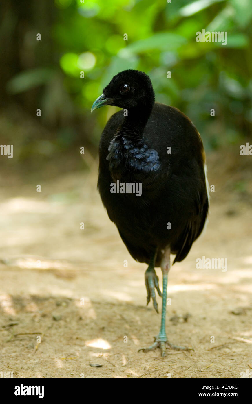GREYWINGED TRUMPETER Psophia crepitans Stock Photo Alamy