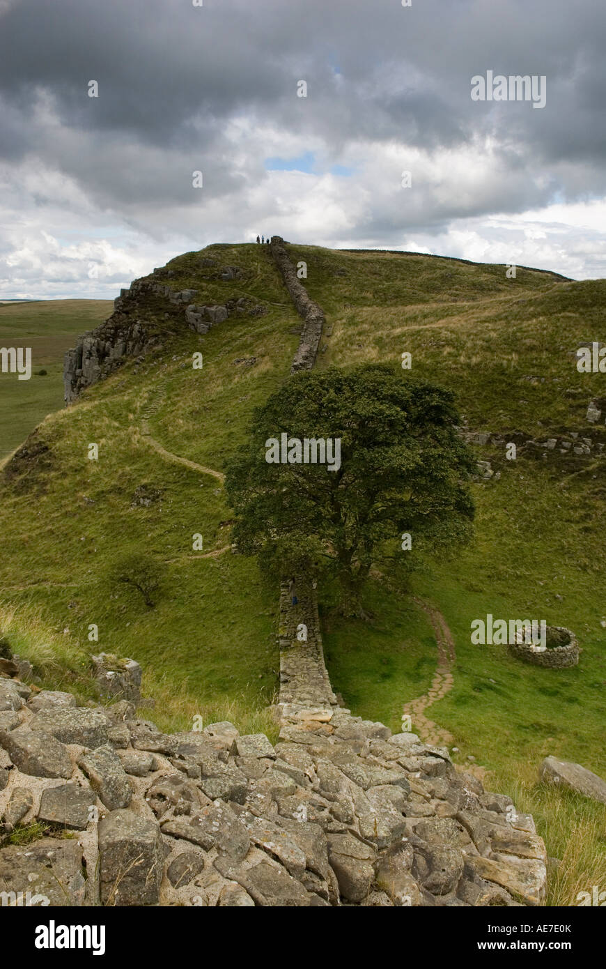 Sycamore Tree on Hadrians Wall near Steel Rigg, Roman Wall country, Northumberland Stock Photo