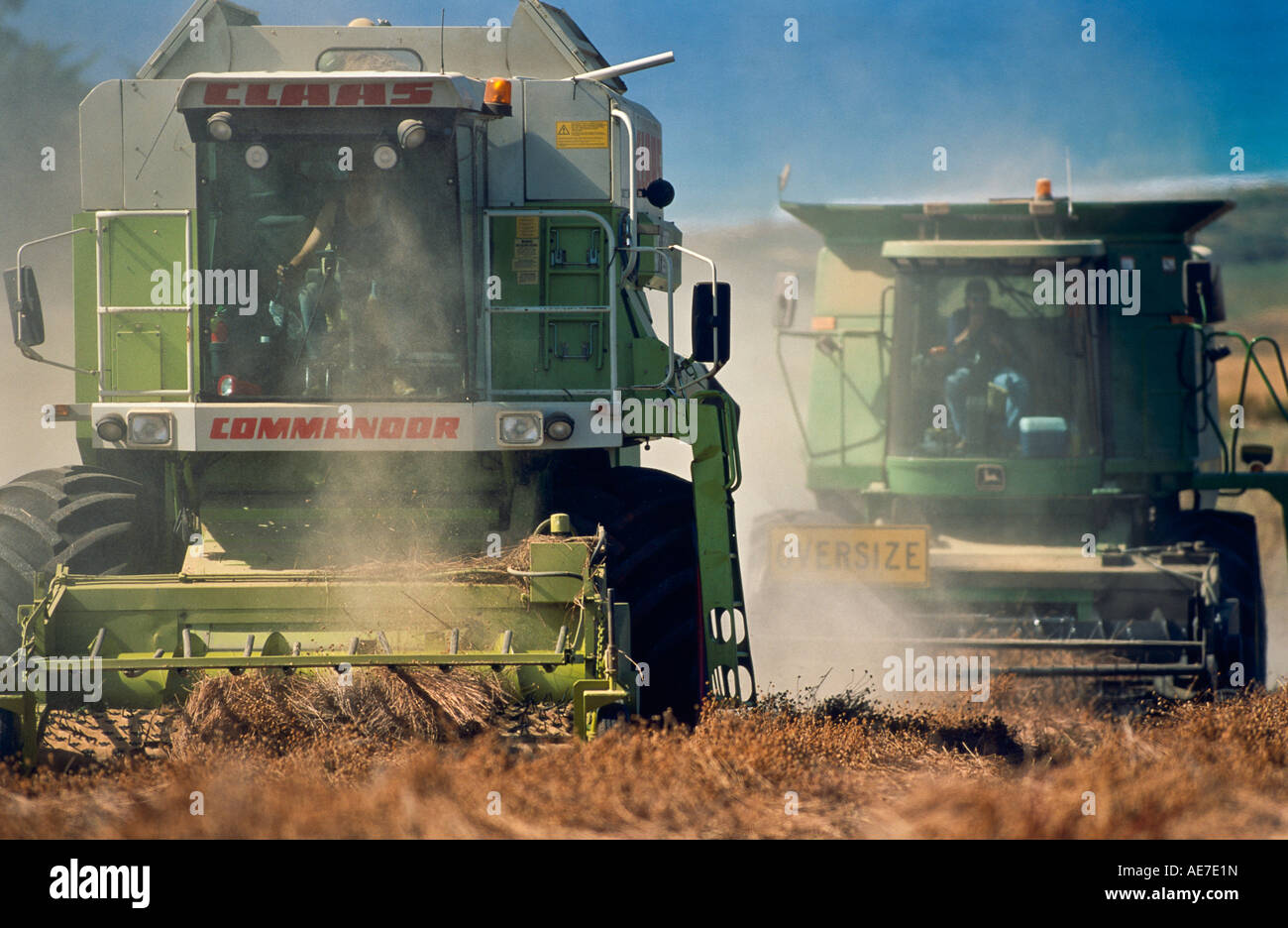 Harvesting pyrethrum Tasmania, Australia Stock Photo