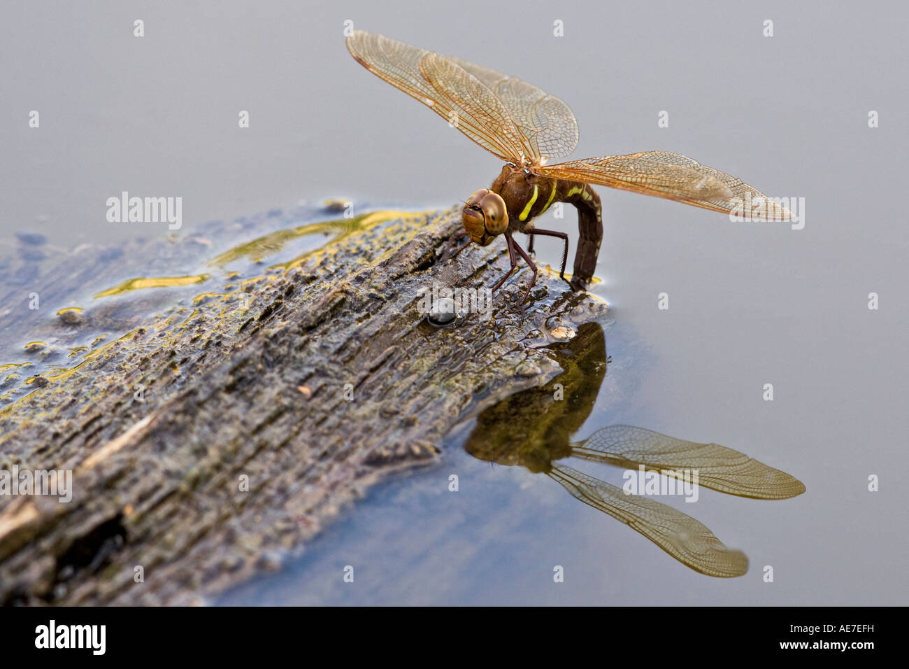 Brown Hawker Aeshna grandis egg laying on wood in pond Potton Bedfordshire Stock Photo