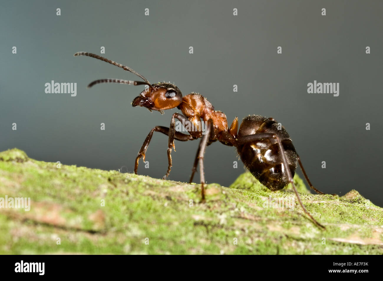 Wood Ant Formica rufa Maulden wood Bedfordshire Stock Photo
