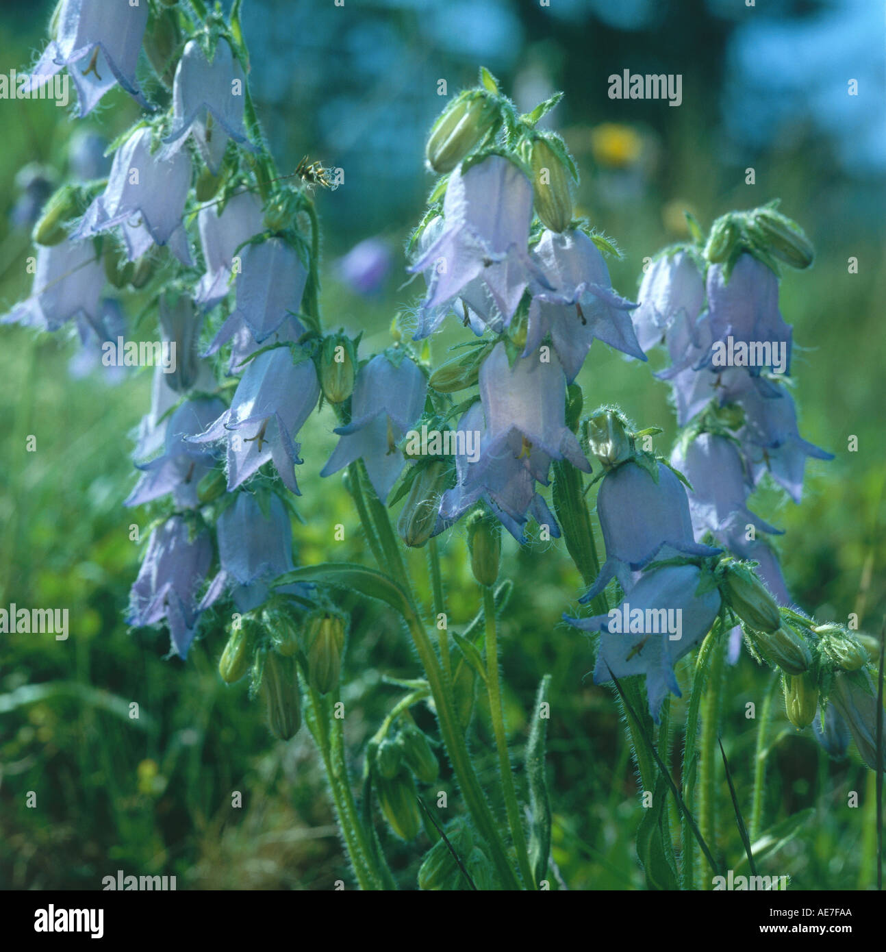 Close-up of Bartige glockenblume (Campanula barbata) Stock Photo