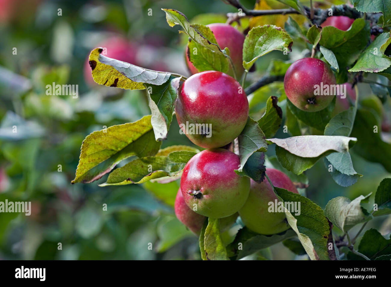 Eating apples variety 'Discovery' ripening on the tree in an English orchard Stock Photo