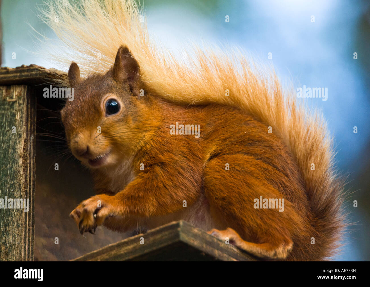Red Squirrel feeding Stock Photo