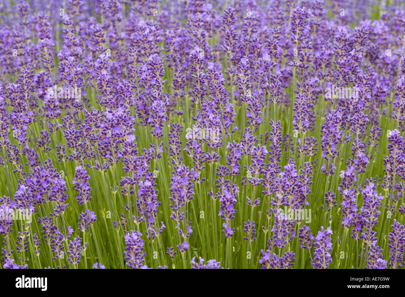 Lavandula angustifolia Munstead one of the true hardy Lavenders with lilac blue foliage Stock Photo