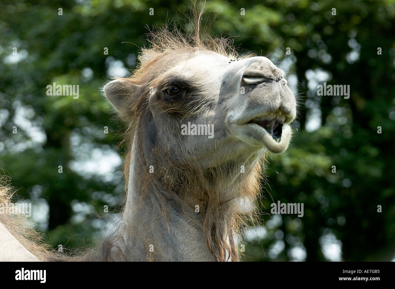 Camel Stock Photo