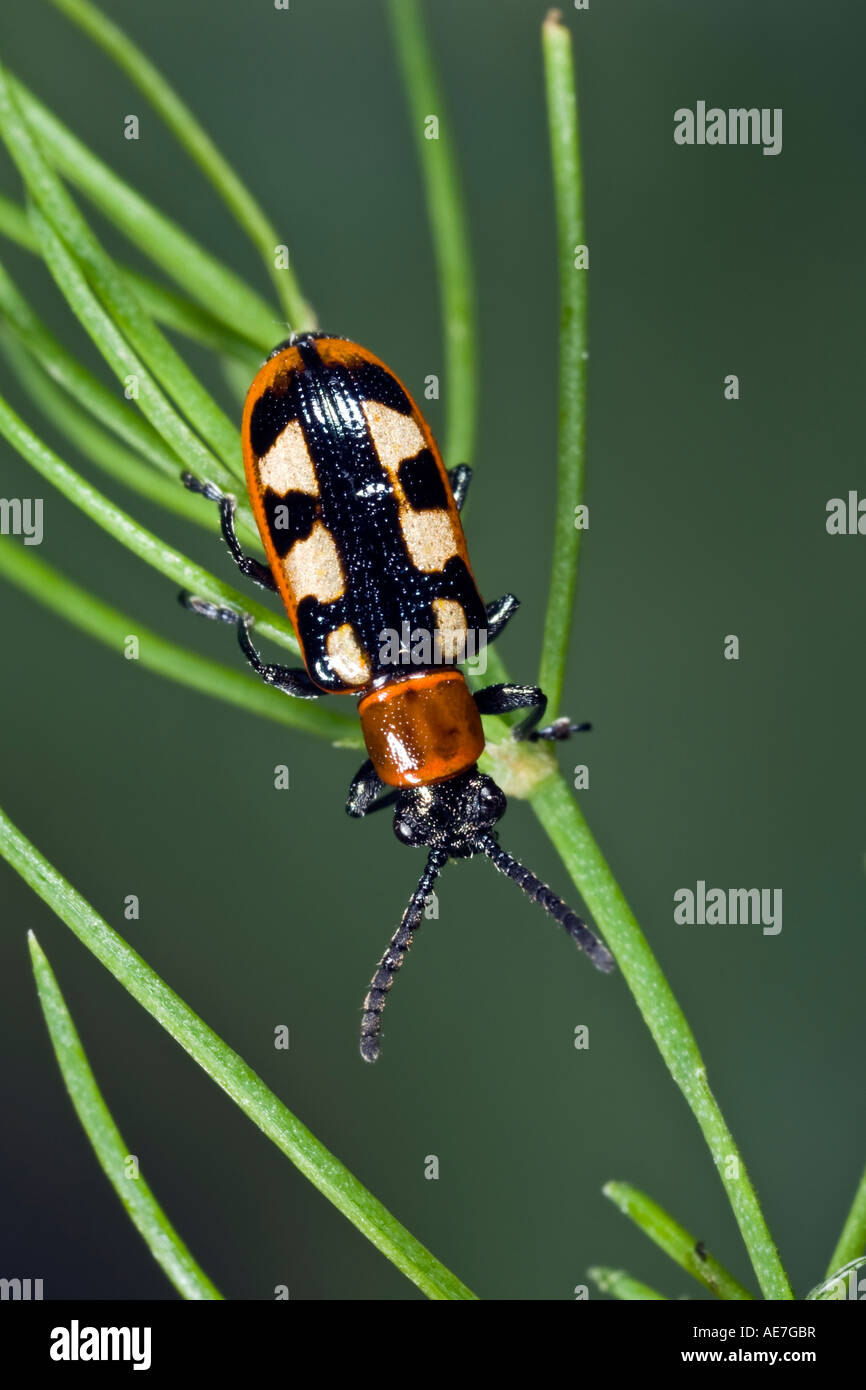 Asparagus beetle Crioceris asparagi Stock Photo Alamy