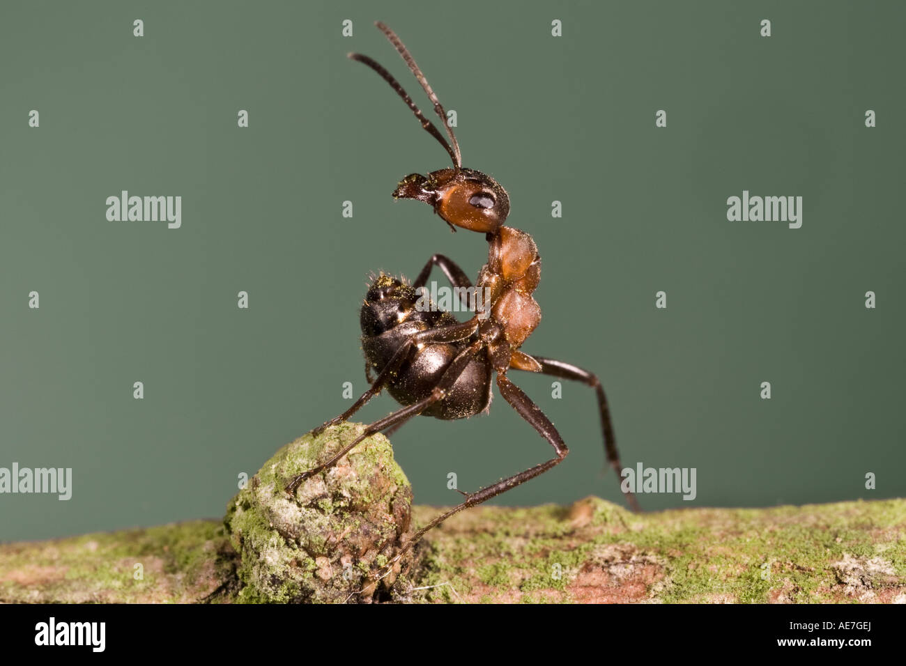Wood Ant Formica rufa in defence position ready to srey formic acid Maulden wood Bedfordshire Stock Photo