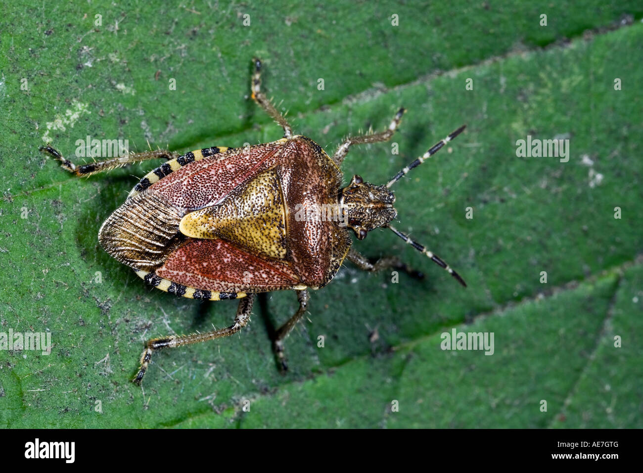 Sloe Bug Dolycoris baccarum on leaf Stock Photo