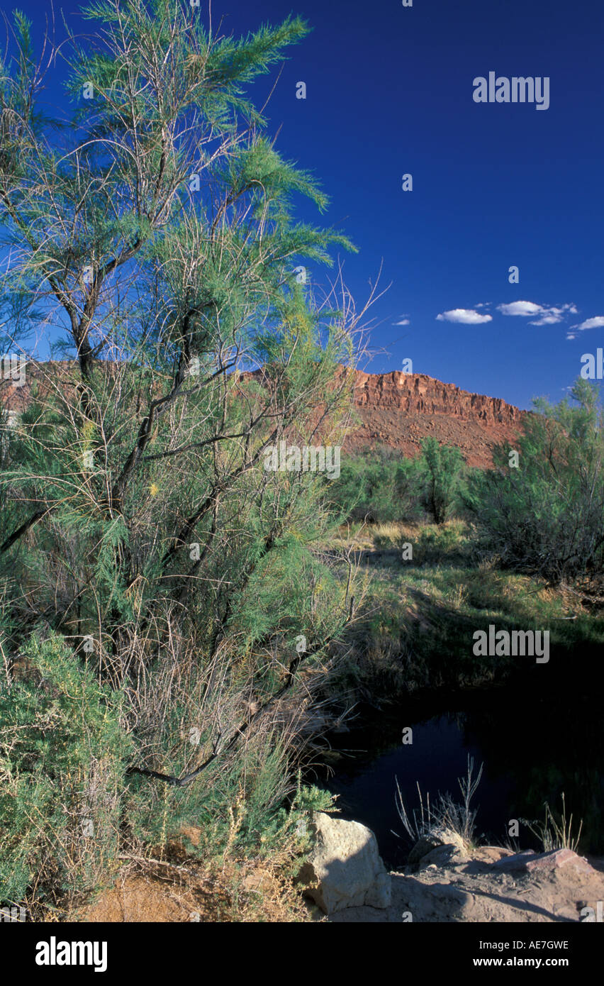 Tamarisk, Tamarix chinensis, an invasive alien tree species grows along a creek in the Utah desert.  Arches N.P. Stock Photo