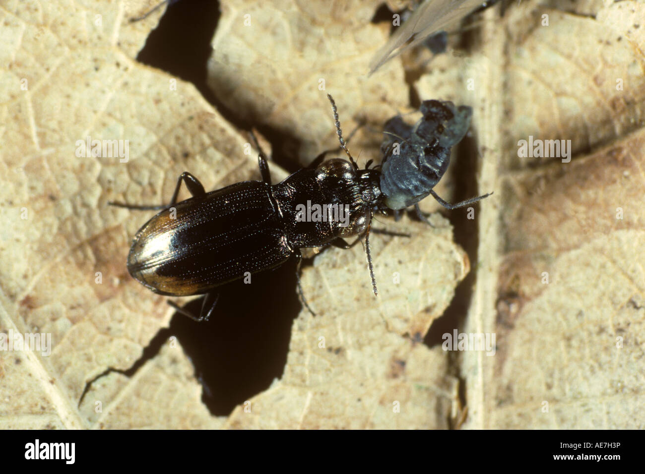 Predatory ground beetle Notiophilus biguttatus attacking black bean aphid Aphis fabae Stock Photo