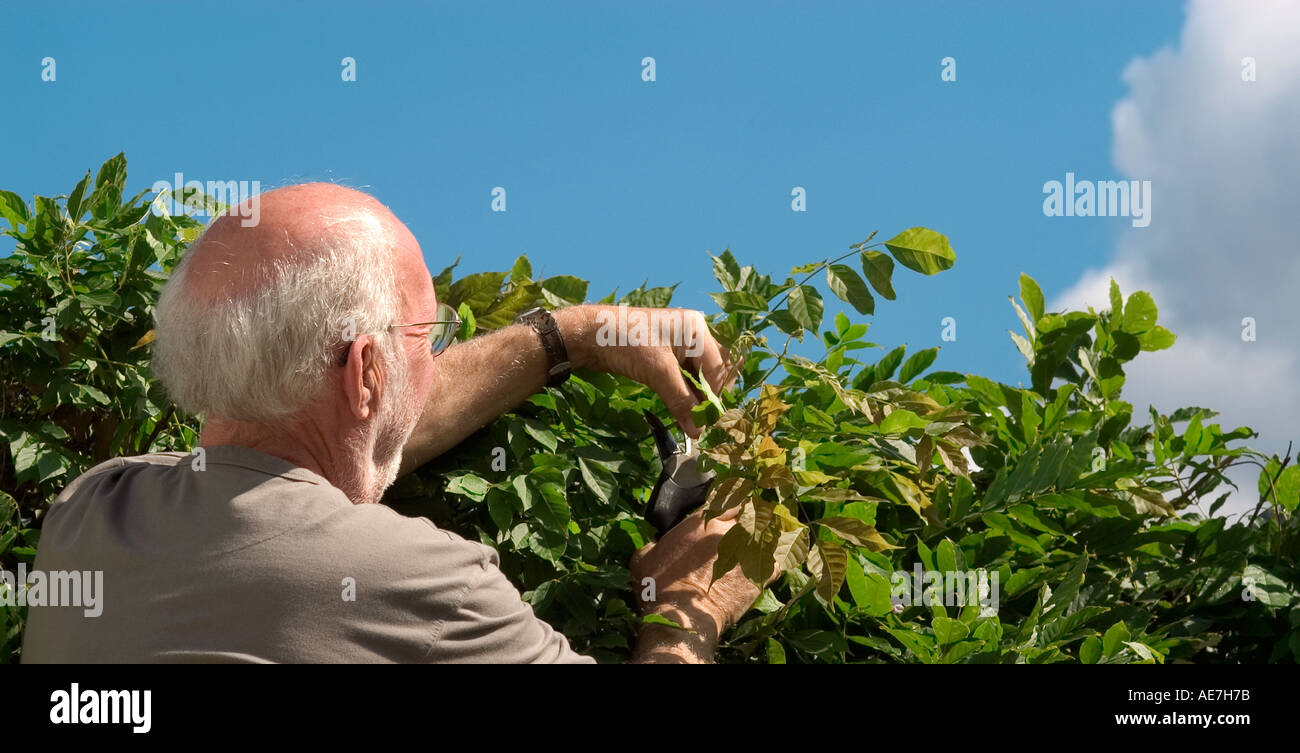 Prunning picture by Paddy McGuinness Stock Photo
