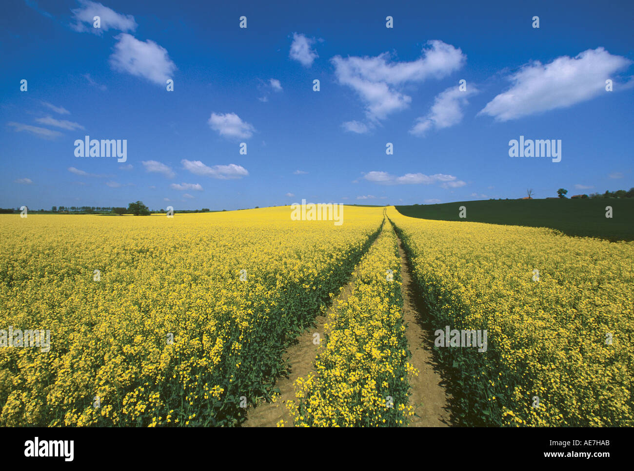 Field of of Rape Modern agriculture methods leave tractor tracks through the crops Near Cavendish Stock Photo