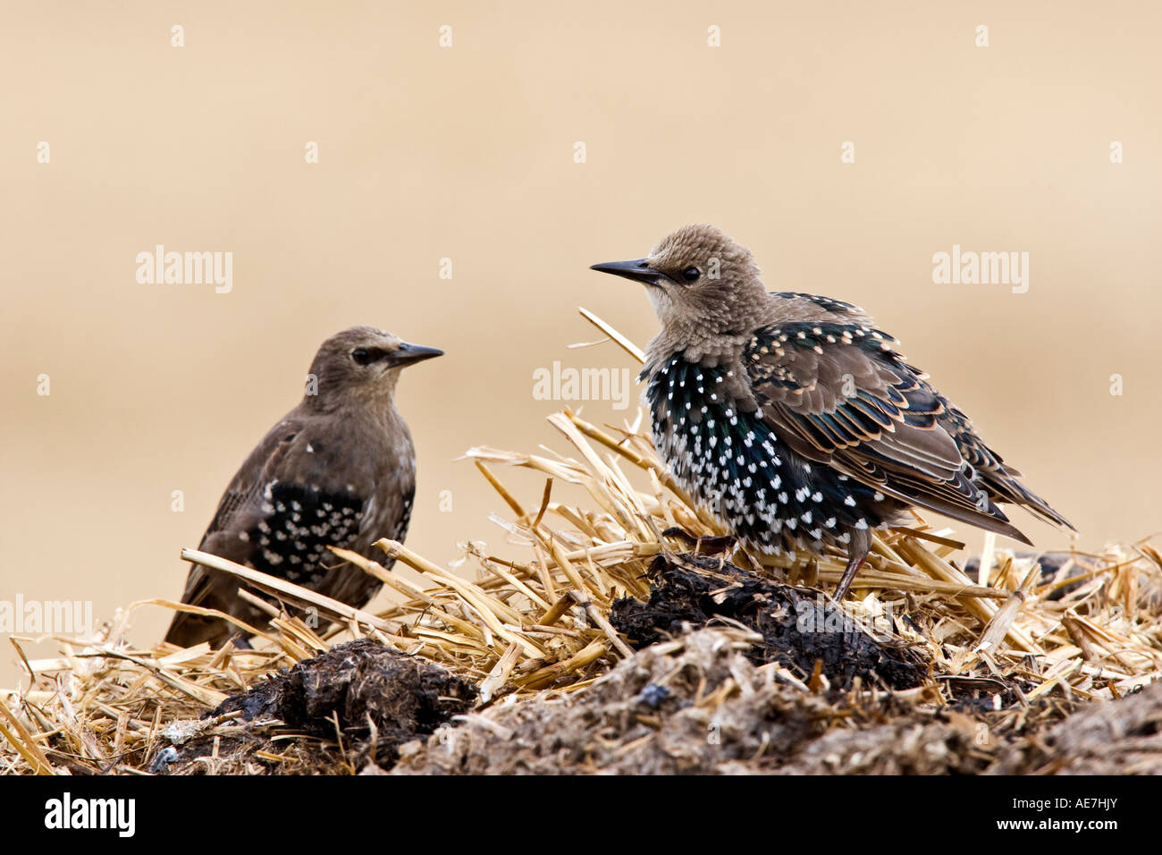 Starlings Sturnus vulgaris standing on straw with feathers puffed up and nice out of focus background Ashwell hertfordshire Stock Photo