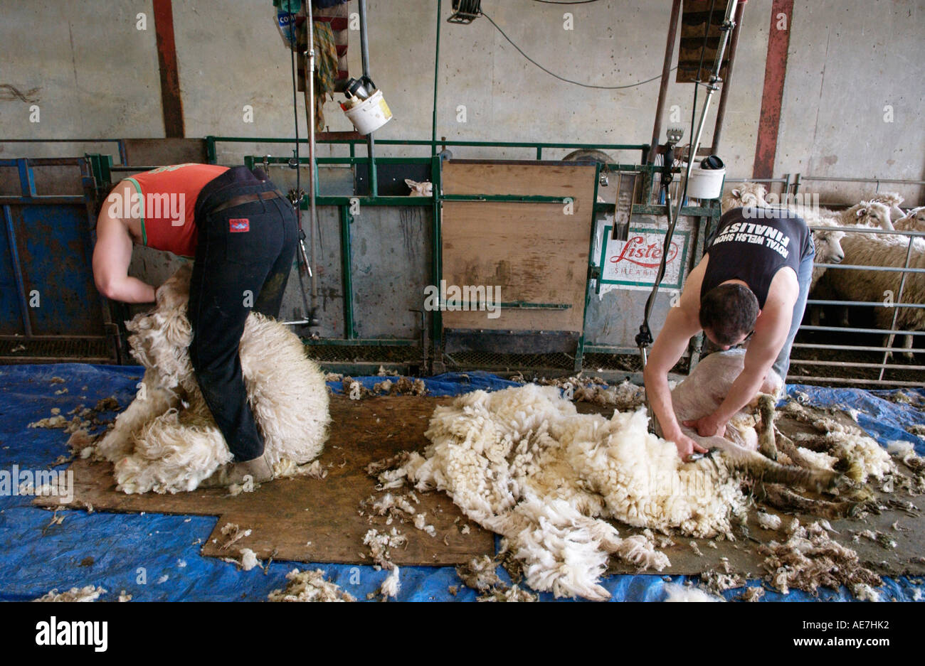Shearers shearing wool at hill farm breeding New Zealand Romneys sheep