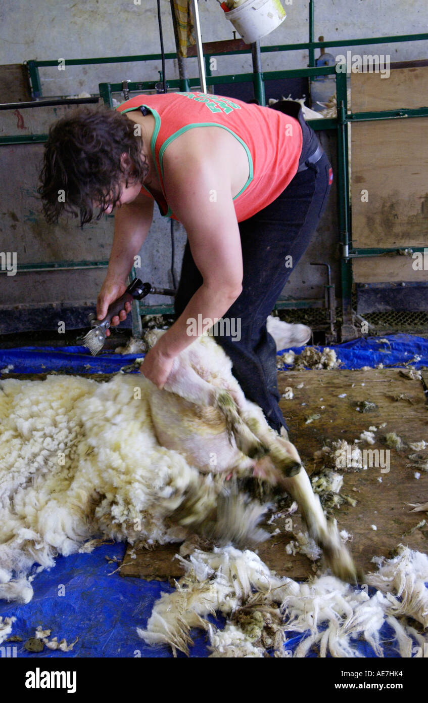 Shearers shearing wool at hill farm breeding New Zealand Romneys sheep