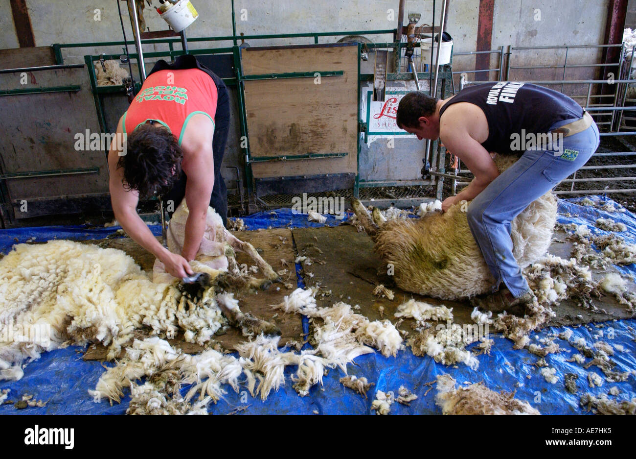Shearers shearing wool at hill farm breeding New Zealand Romneys sheep