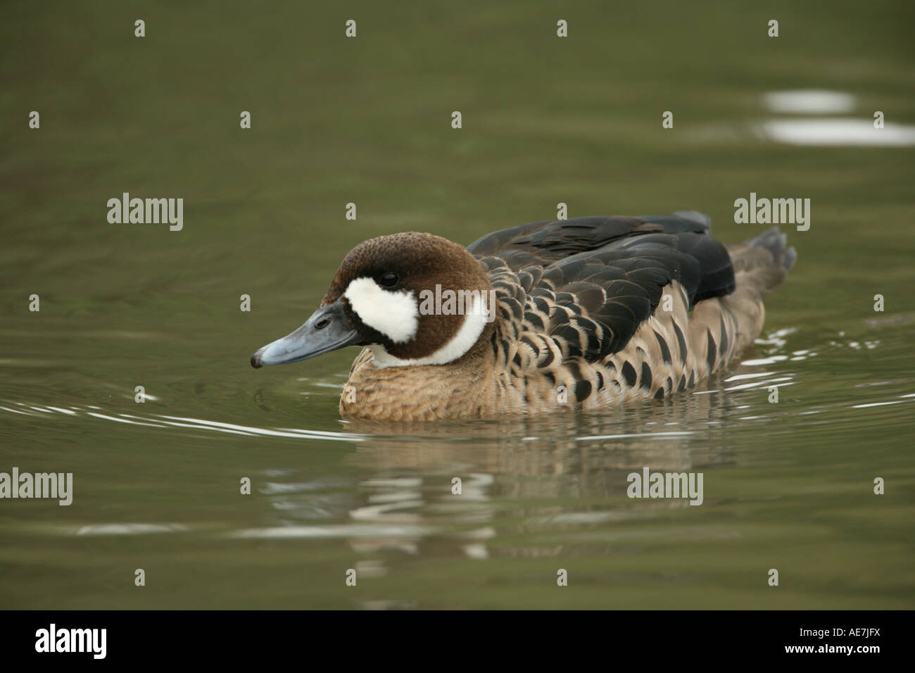 bronzewinged duck or spectacled duck anas specularis bronze winged