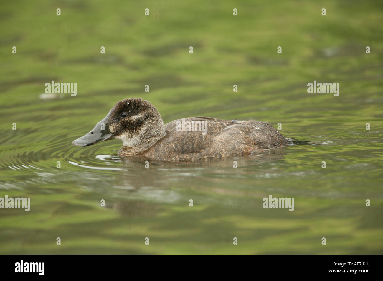 White headed duck duck wildfowl oxyura leucocephala hi-res stock ...