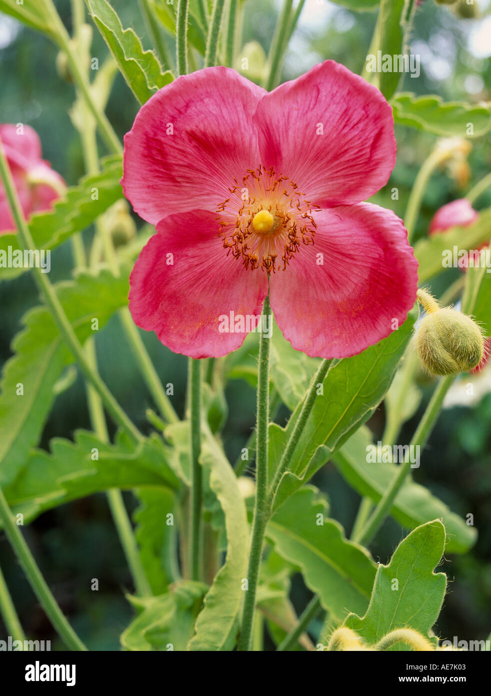 Meconopsis napaulensis. Satin Poppy at Bracklyn Gardens, Perth, Scotland, UK Stock Photo